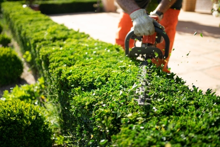 Man tending to bushes with saw