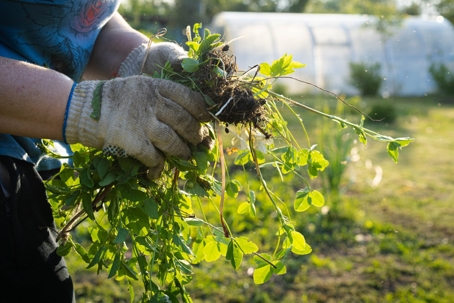 Man with handfull of weeds