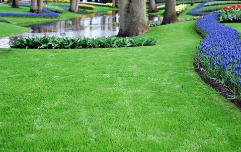a healthy lawn and a pond