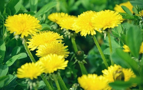 dandelions