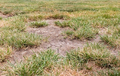 a patchy dried out lawn