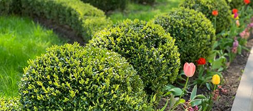 Shrub Care